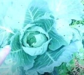 garden harvest, Cabbage
