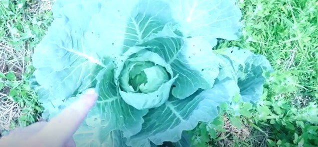 garden harvest, Cabbage