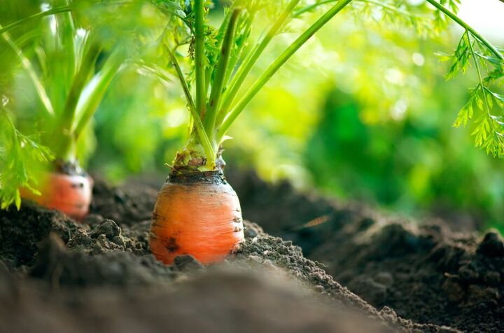 save a lot grocery store, Carrots growing