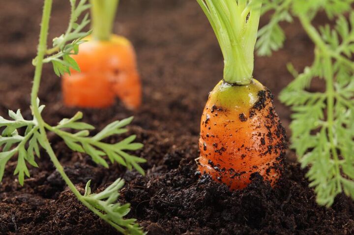 how to cut expenses, Growing carrots