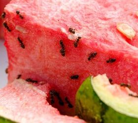 Ants making their way into the kitchen? Here's how to get rid of them for good