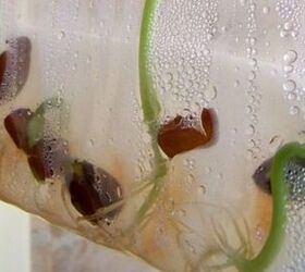 9 super surprising ways to use ziploc bags, Ziplocs are great seed germination tools
