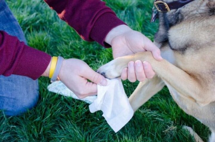 10 surprising uses for baby wipes you never knew existed, Use baby wipes to clean those paws