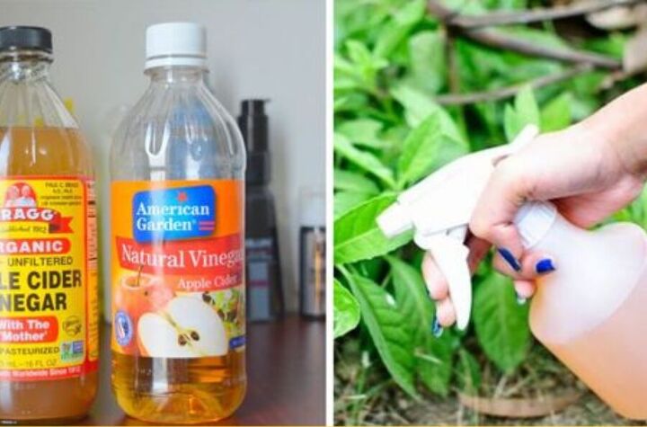 10 surprising uses of apple cider vinegar you never knew about