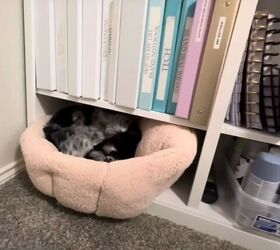dollar tree home office, Pet bed