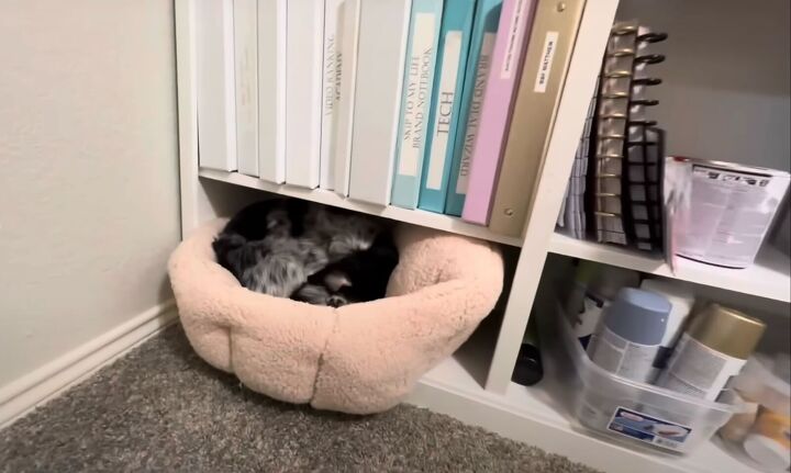 dollar tree home office, Pet bed