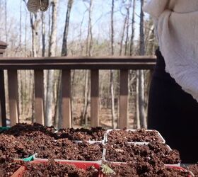 homestead dreamer, Growing food