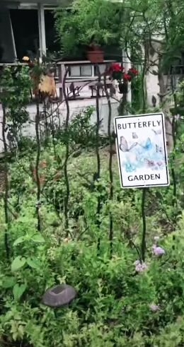 early retirement, Butterfly garden