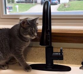 diy kitchen, Cat by faucet