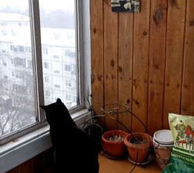 minimalist apartment, Cat looking out of window