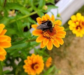 The best flowers to grow in your vegetable garden (so pretty!)