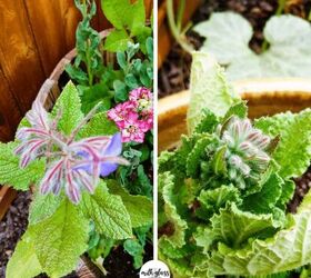 The best flowers to grow in your vegetable garden (so pretty!)