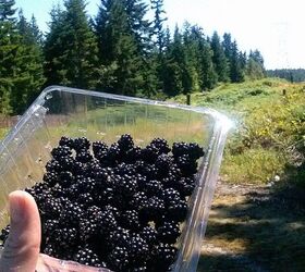 Where to buy bulk produce for canning, preserving, and pickling