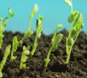 store bought vs catalog seeds, Seeds sprouting