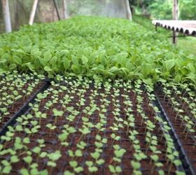 store bought vs catalog seeds, Sprouting seeds