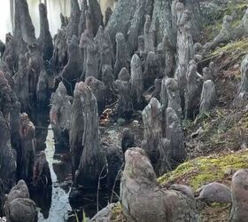van life are you doing it all wrong, Cypress Knees