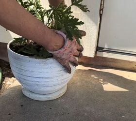 patio makeover, Planting up a pot