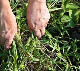 Hand weeding