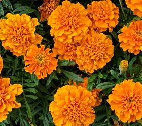 Marigold flowers