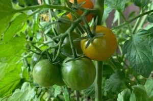 Backyard gardening basics: What everyone needs to know