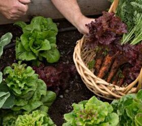 These 5 vegetables are the best plants for beginner gardeners!