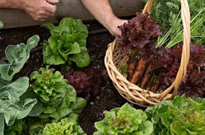 These 5 vegetables are the best plants for beginner gardeners!