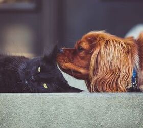 Are Pets Worth the Money? Debunking the Costs and Benefits