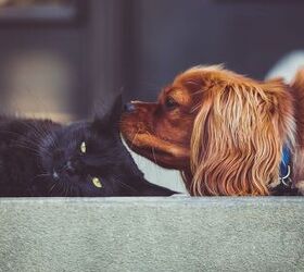 Cat and dog - image via Canva