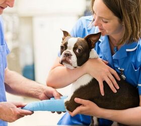 Dog at the vets - image via Canva