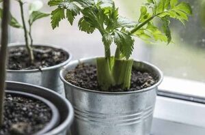 7 super cool ways to repurpose tin cans around the house