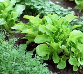 8 most clever vegetable gardening tips for the lazy gardeners out there