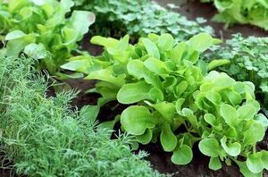8 most clever vegetable gardening tips for the lazy gardeners out there