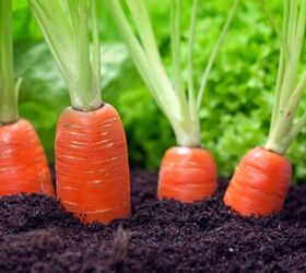 vegetable gardening basics the 8 top vegetables to grow