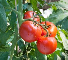 vegetable gardening basics the 8 top vegetables to grow