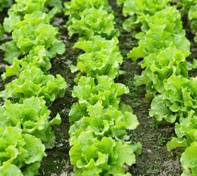 vegetable gardening basics the 8 top vegetables to grow