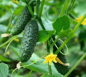 vegetable gardening basics the 8 top vegetables to grow