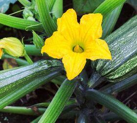 The basics of vegetable gardening: Know what to grow on a budget