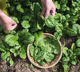 vegetable gardening basics the 8 top vegetables to grow