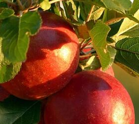 How to grow fruit trees at home: The best varieties & expert tips