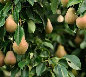 how to grow fruit trees at home the best varieties expert tips, Pears on the tree