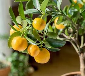 how to grow fruit trees at home the best varieties expert tips, Citrus tree