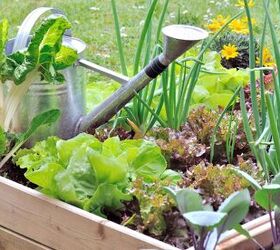 Vegetable garden - image via Canva