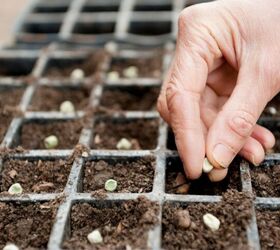 Seeds Vs. Starter Plants: Which Should You Choose?