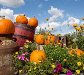 seasonal gardening guide what to plant in each season of the year, Pumpkin garden image via Canva