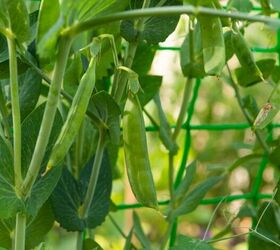 seasonal gardening guide what to plant in each season of the year, Peas growing image via Canva