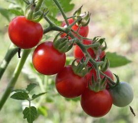 seasonal gardening guide what to plant in each season of the year, Tomato plant image via Canva