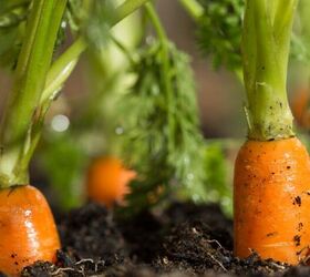 seasonal gardening guide what to plant in each season of the year, Carrots growing image via Canva