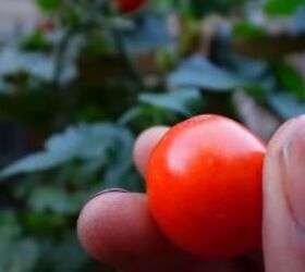 how to grow vegetables in a small garden vertical planters 101, Tomato