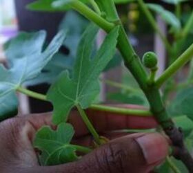 how to grow vegetables in a small garden vertical planters 101, Fig tree