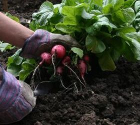 best veggies to grow according to soil type a comprehensive guide, Radishes growing in the garden image via Canva